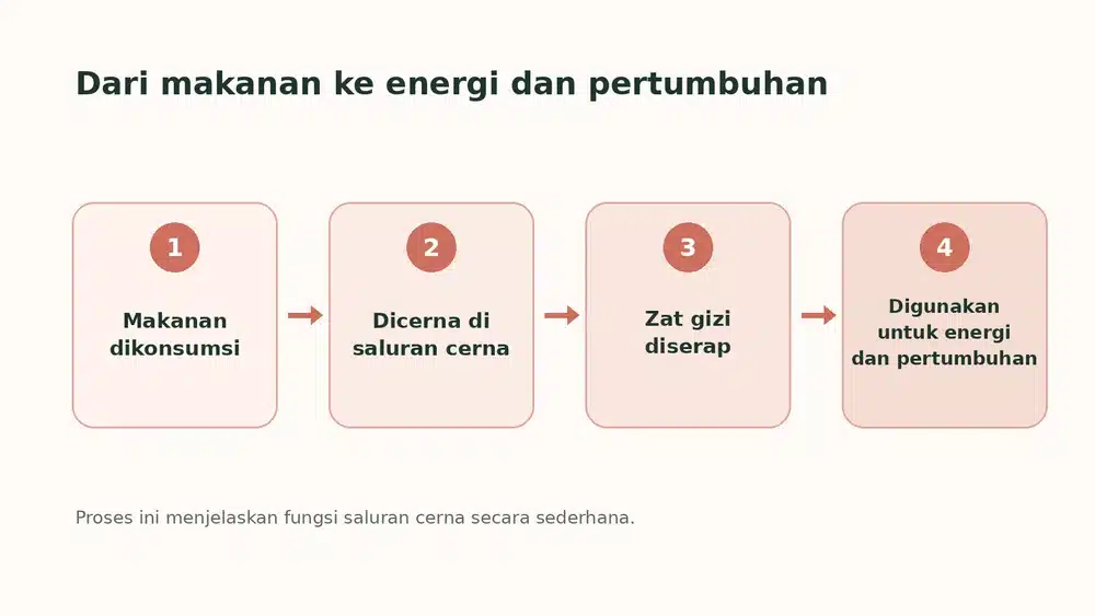 Alur Pencernaan Gizi Pertumbuhan Anak